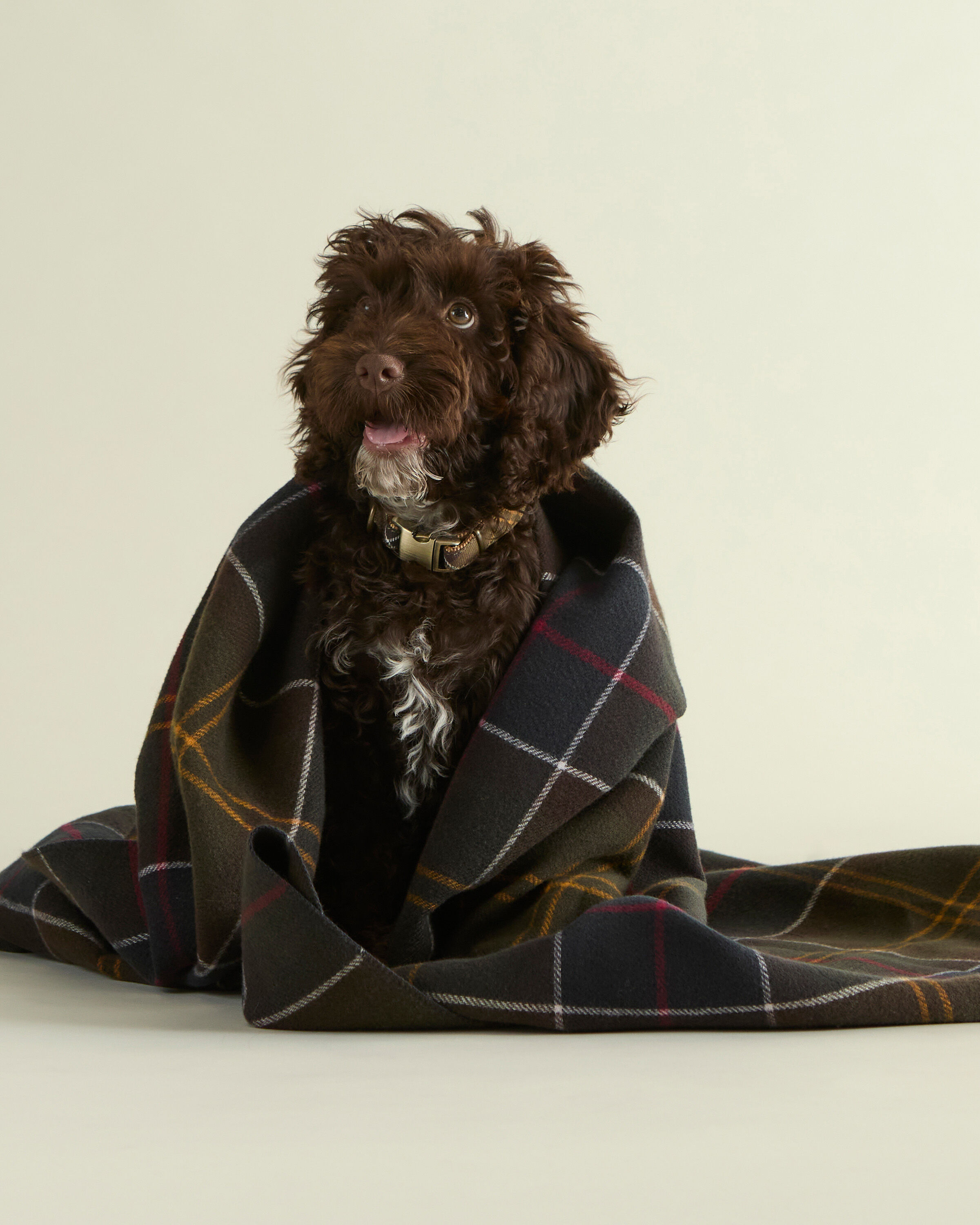 Barbour Dogs | Barbour